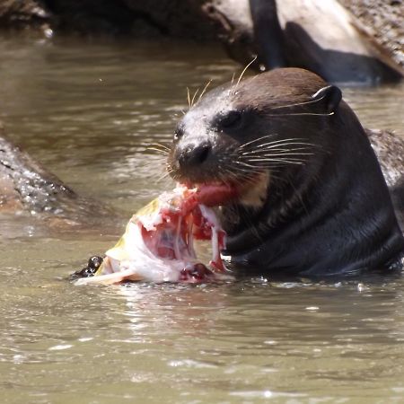 Pousada Reserva Ecologica Jaguar Poconé Eksteriør billede