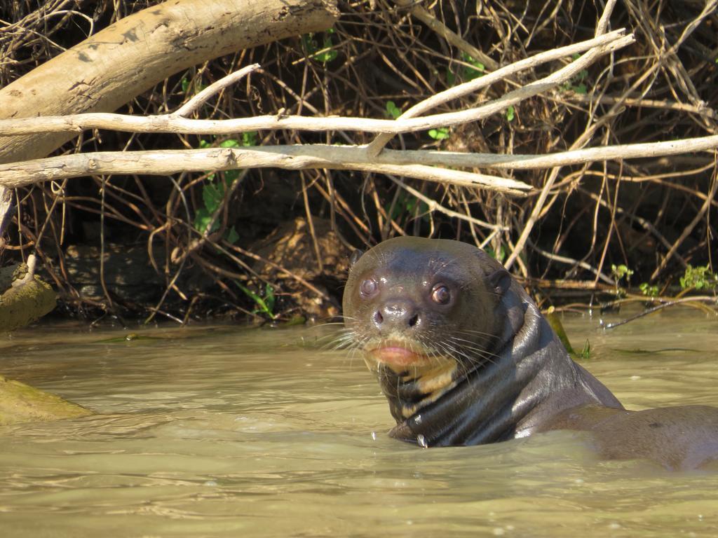 Pousada Reserva Ecologica Jaguar Poconé Eksteriør billede