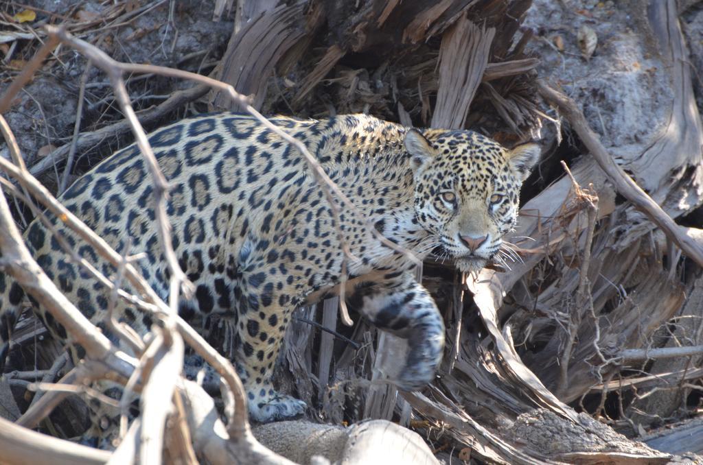 Pousada Reserva Ecologica Jaguar Poconé Eksteriør billede