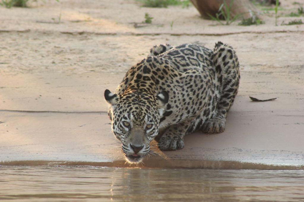 Pousada Reserva Ecologica Jaguar Poconé Eksteriør billede