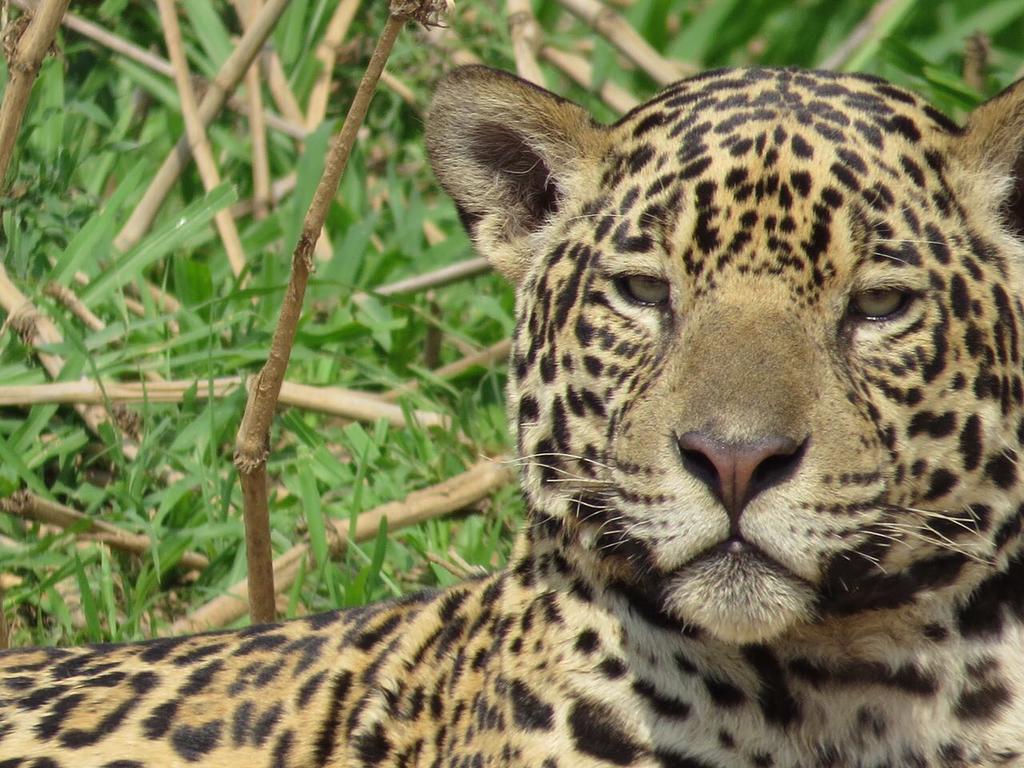 Pousada Reserva Ecologica Jaguar Poconé Eksteriør billede