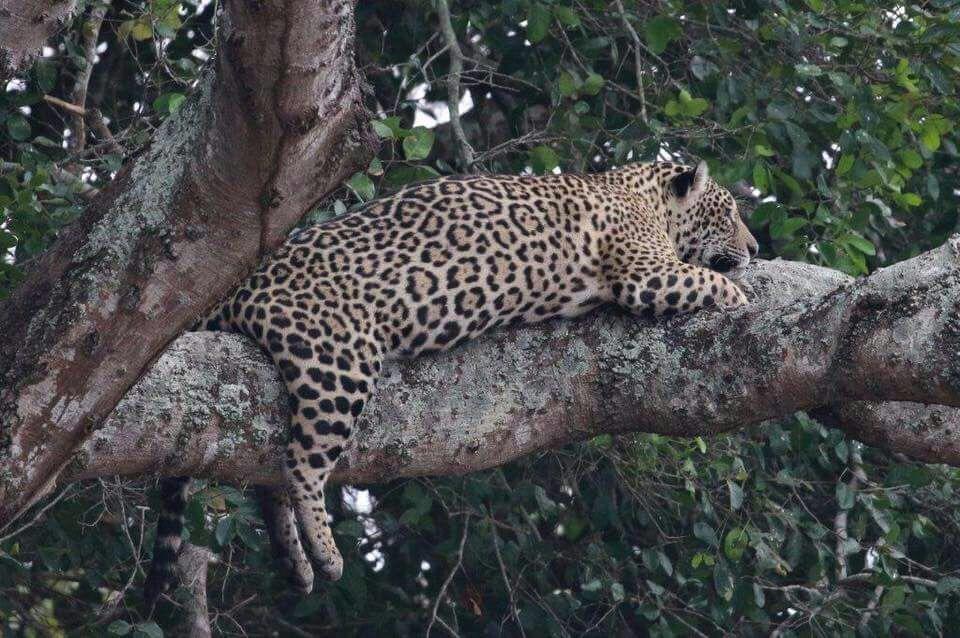 Pousada Reserva Ecologica Jaguar Poconé Eksteriør billede