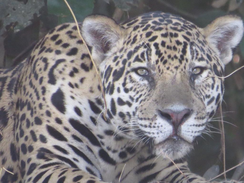 Pousada Reserva Ecologica Jaguar Poconé Eksteriør billede