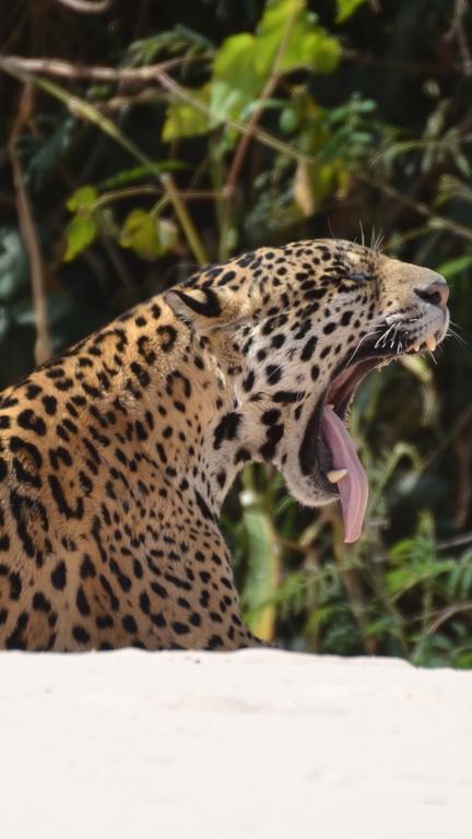 Pousada Reserva Ecologica Jaguar Poconé Eksteriør billede