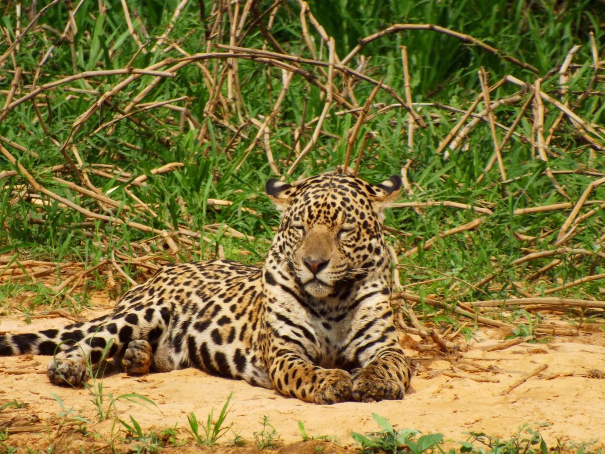 Pousada Reserva Ecologica Jaguar Poconé Eksteriør billede