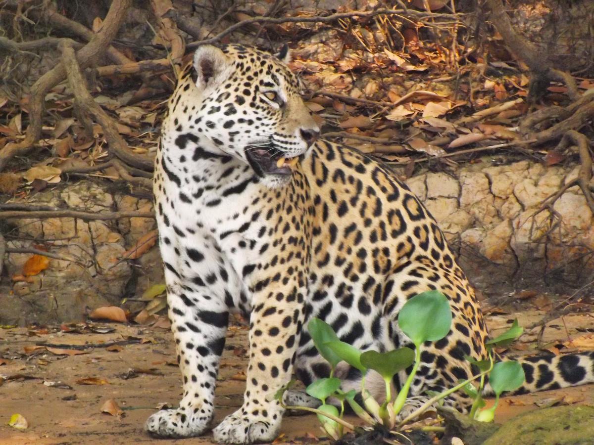 Pousada Reserva Ecologica Jaguar Poconé Eksteriør billede